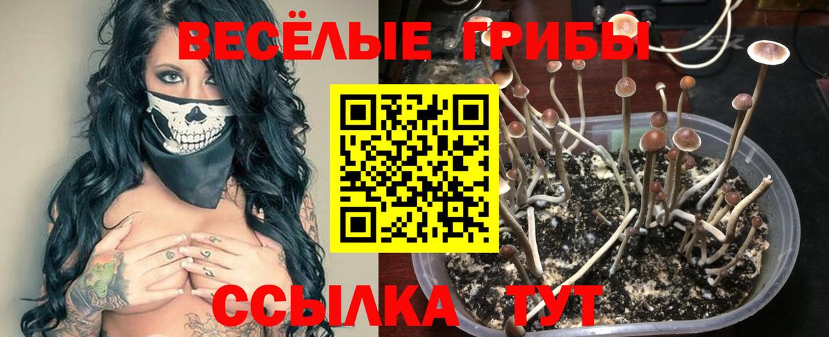 Междуреченск  Псилоцибиновые грибы Cubensis  Вход с VPN 
